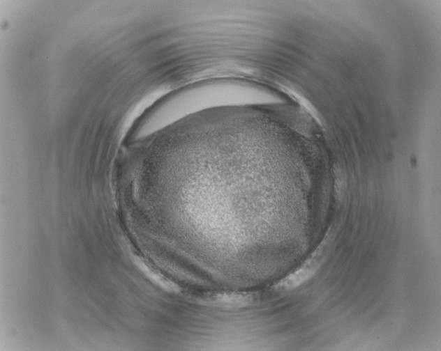 X0000070411026200606302031