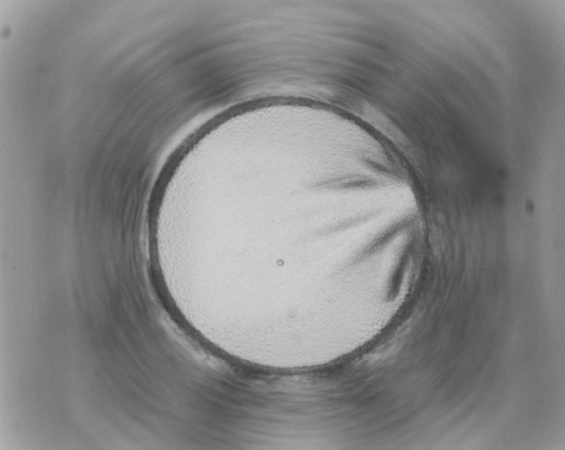 X0000070411028200606302031