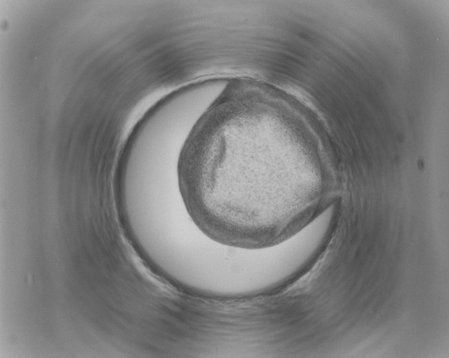 X0000070411030200606302031