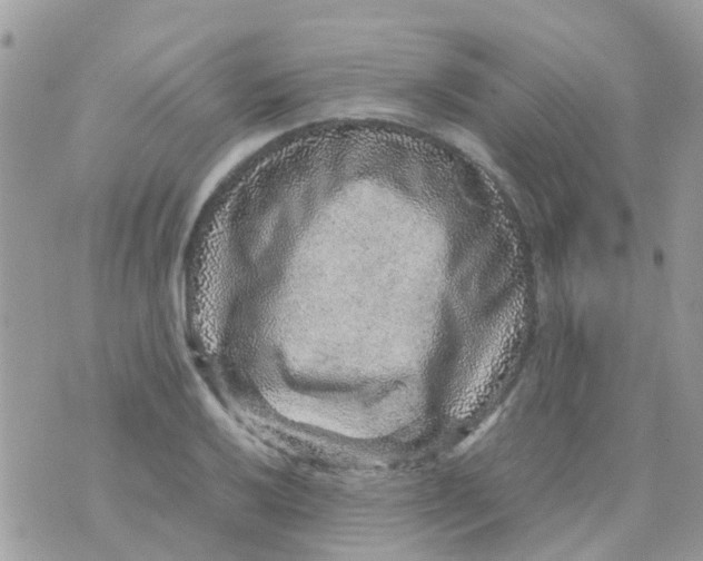 X0000070411032200606302031