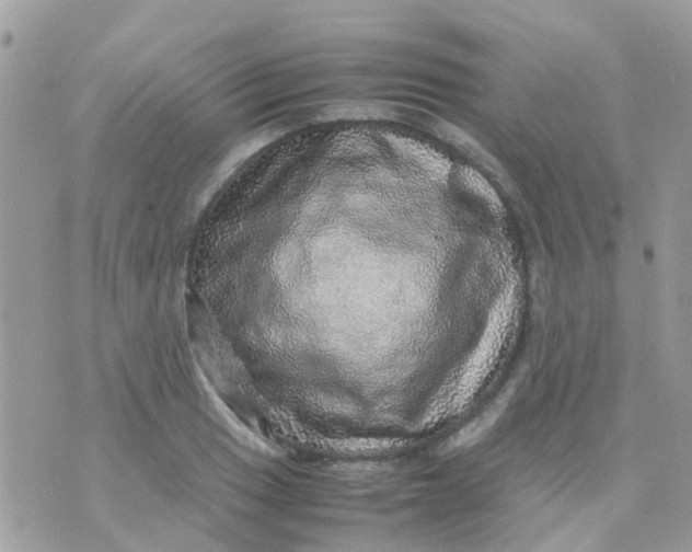 X0000070411033200606302031