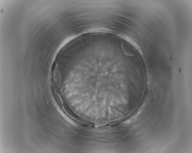 X0000070411037200606302031