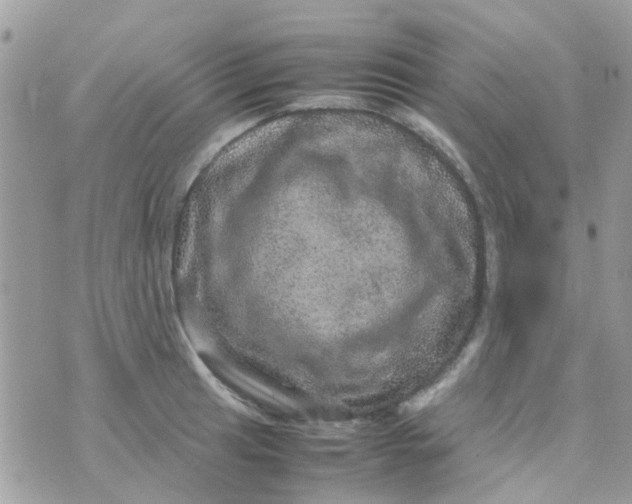 X0000070411041200606302031