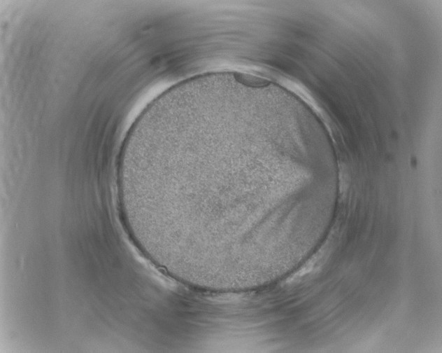 X0000070411048200606302031