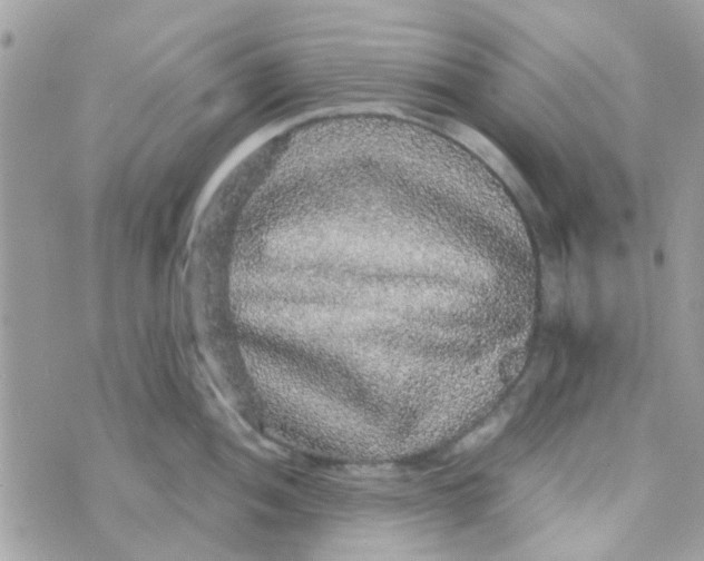 X0000070411052200606302031