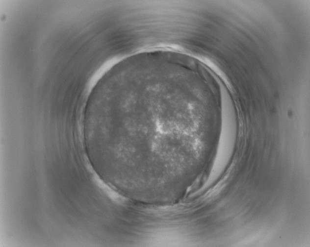 X0000070411054200606302031