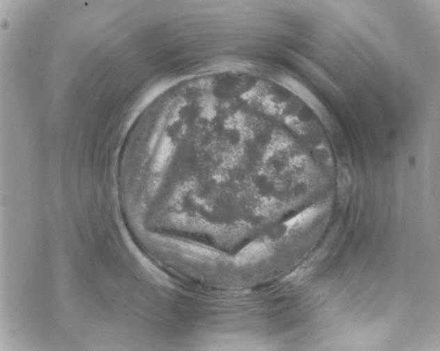 X0000070411055200606302031