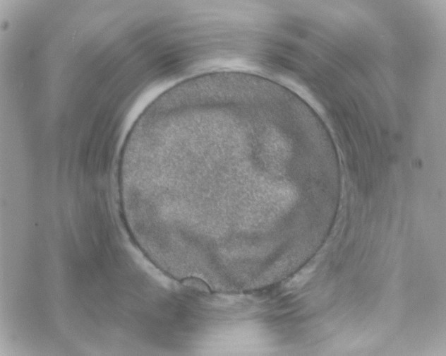 X0000070411056200606302031