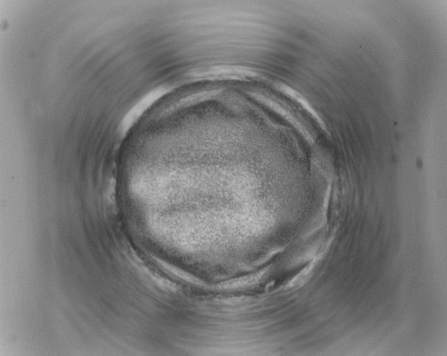 X0000070411066200606302030