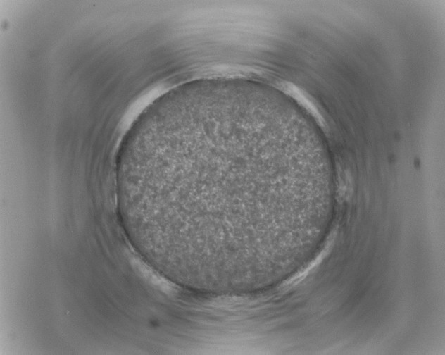 X0000070411075200606302030