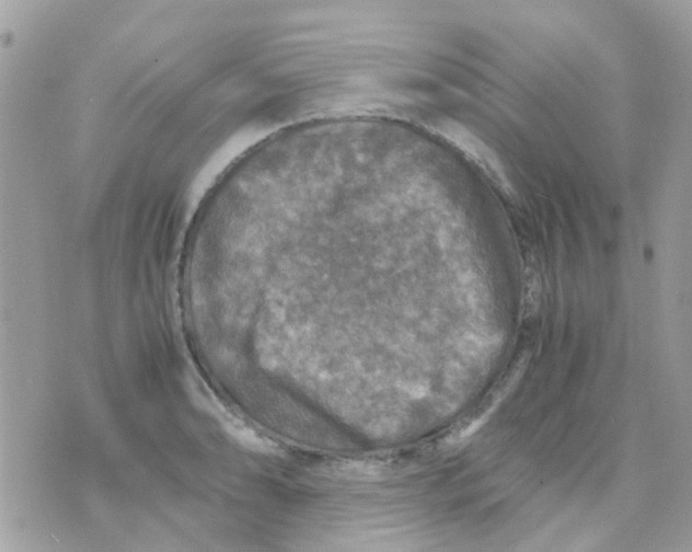 X0000070411086200606302030