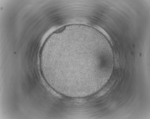 X0000070411096200606302030