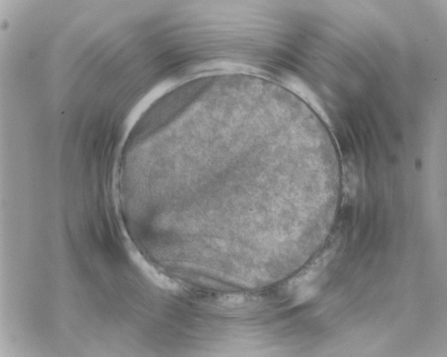 X0000070411098200606302030