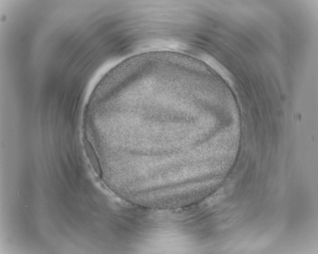 X0000070411104200606302030