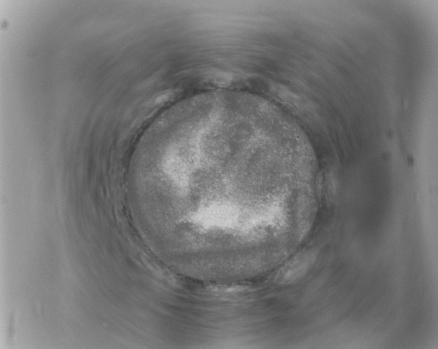 X0000070411105200606302029