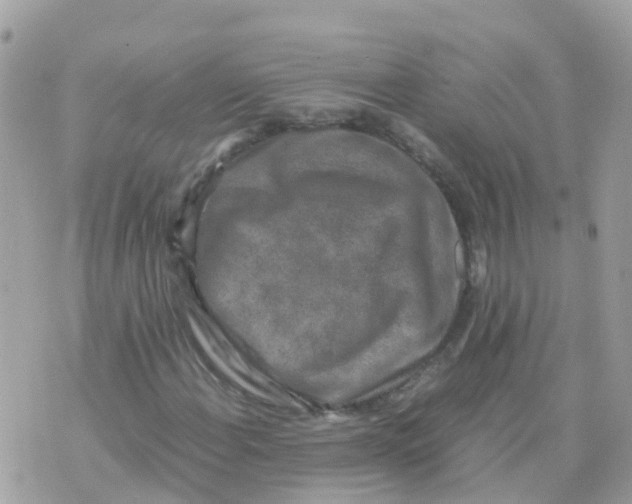 X0000070411108200606302029