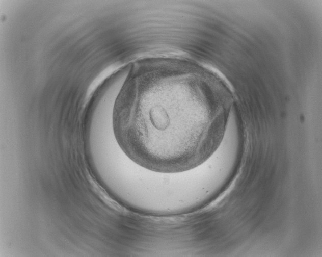 X0000070411114200606302029