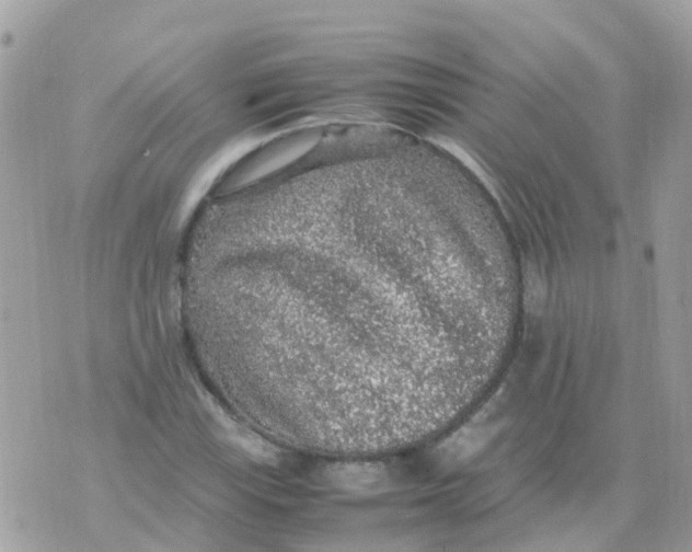 X0000070411115200606302029