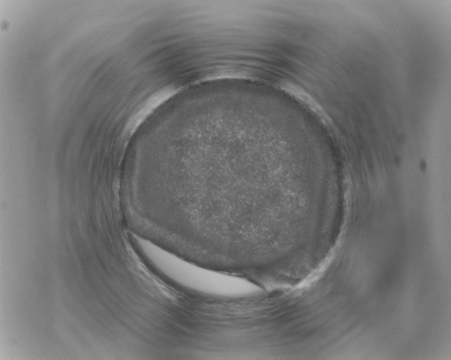 X0000070411121200606302029