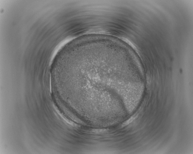 X0000070411123200606302029