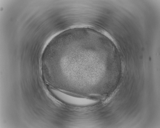 X0000070411124200606302029