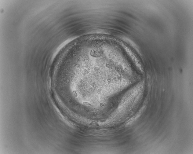 X0000070411125200606302029