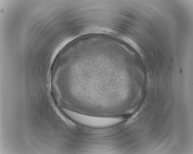 X0000070411128200606302029