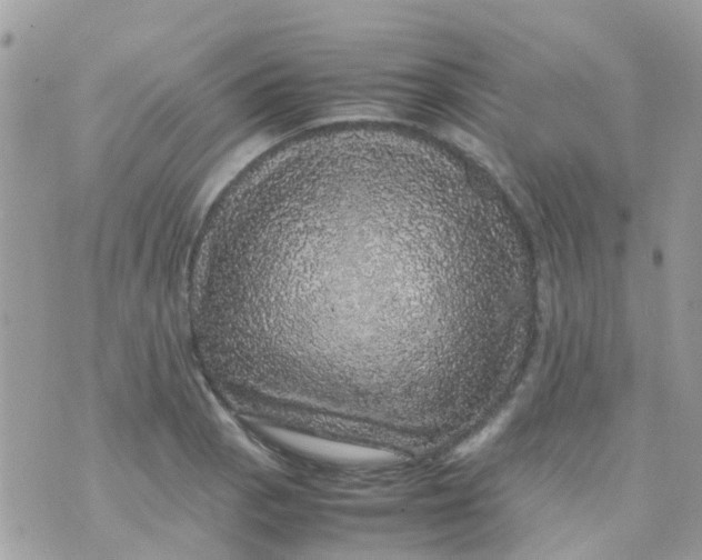 X0000070411129200606302029