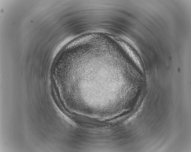 X0000070411133200606302029