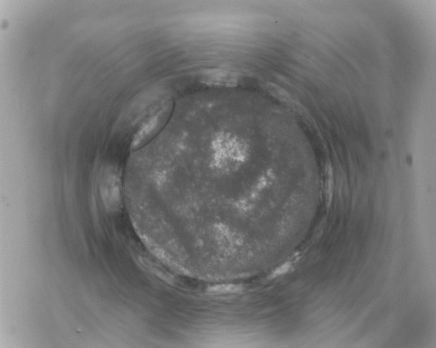 X0000070411154200606302029