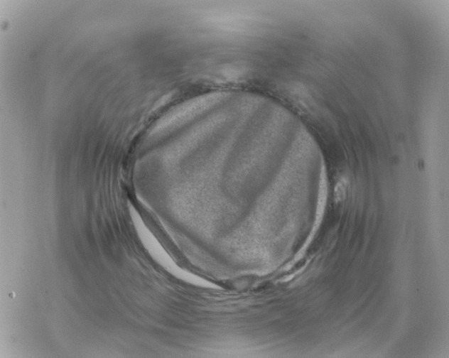 X0000070411156200606302029