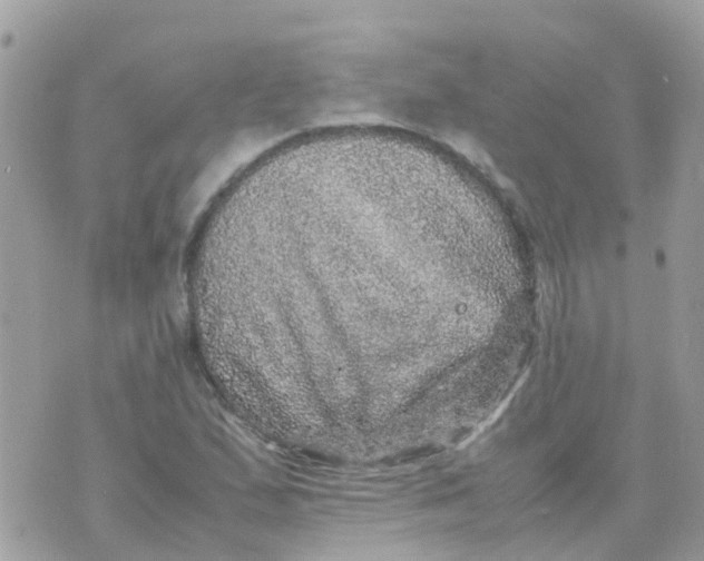 X0000070411167200606302029