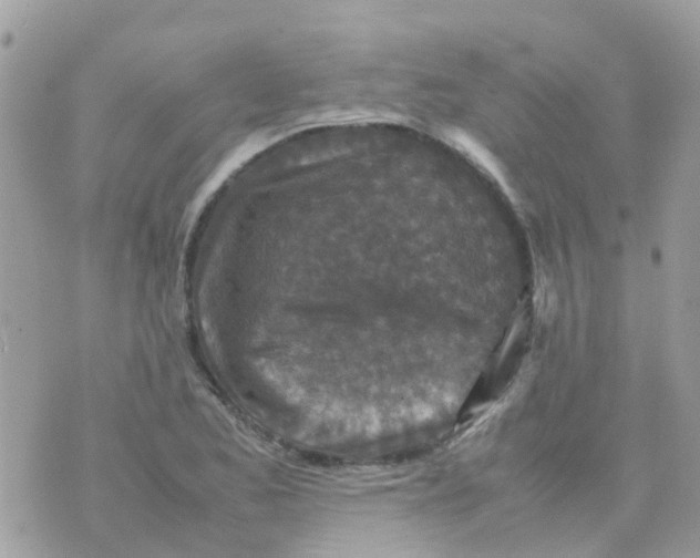 X0000070411173200606302029