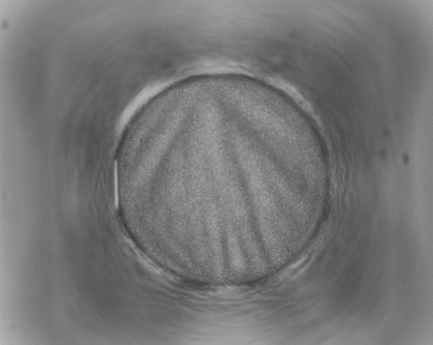 X0000070411175200606302029