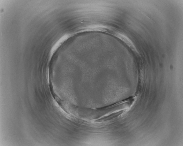 X0000070411180200606302029