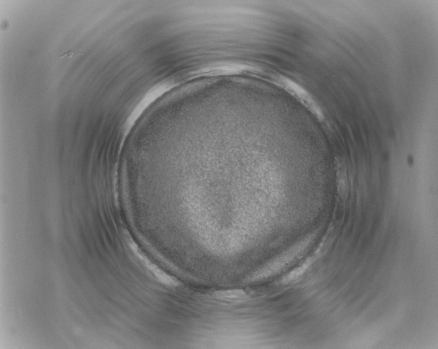 X0000070411186200606302028