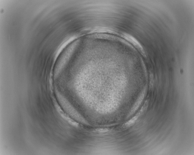 X0000070411190200606302028