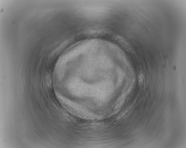 X0000070411204200606302028