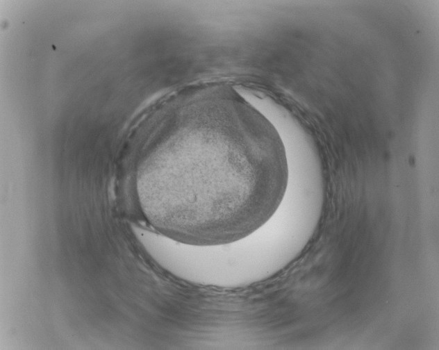 X0000070411206200606302028