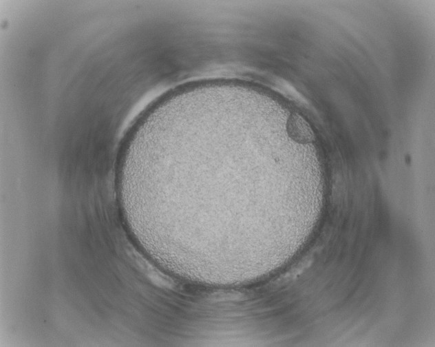 X0000070411216200606302028