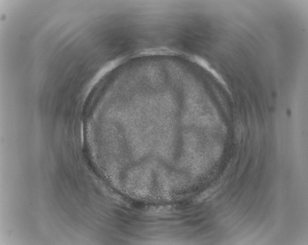 X0000070411221200606302028