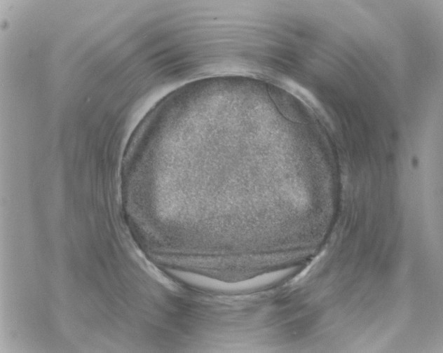 X0000070411236200606302028