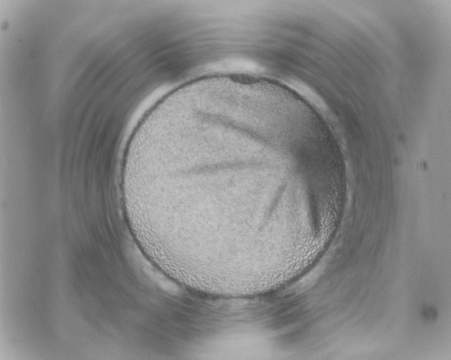 X0000070411248200606302028