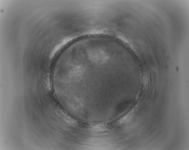 X0000070411262200606302027