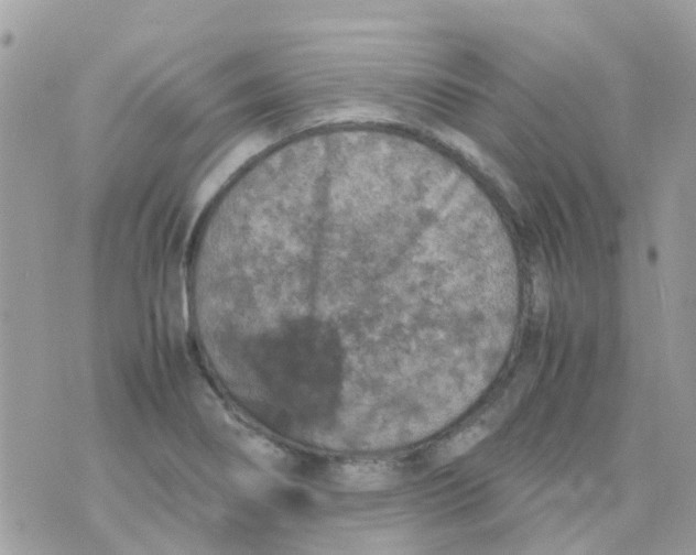 X0000070411274200606302027