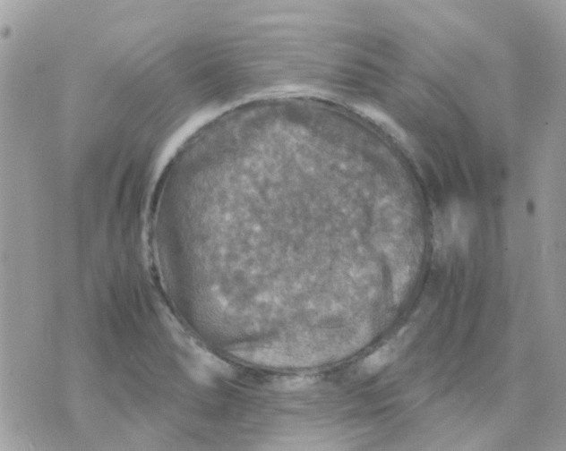 X0000070411278200606302027