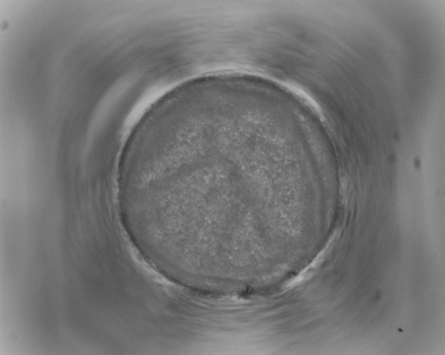 X0000070411279200606302027