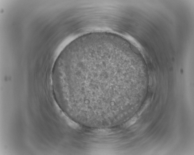 X0000070411287200606302027