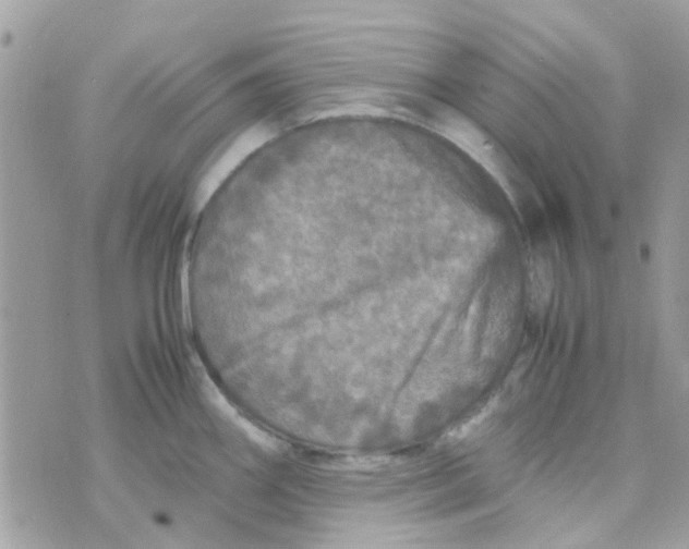 X0000070411290200606302027