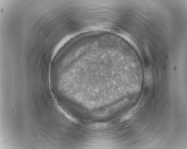 X0000070411294200606302027